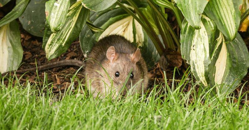 Pexels/David Kanigan